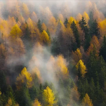 Motionscape (portrait)