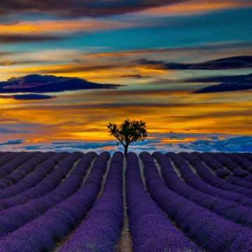 Motionscape (portrait)